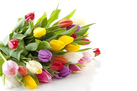 Bouquet of colorful Dutch tulips lie over white backgroundの写真素材
