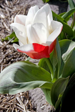 Beautiful white with red Dutch tulip flower in closeupの写真素材
