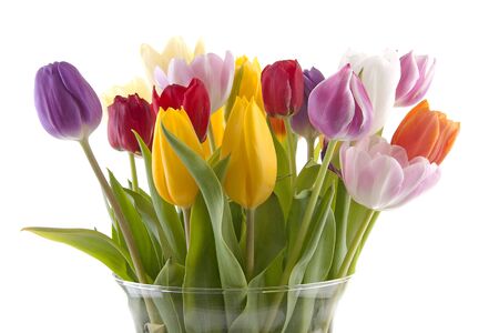 Colorful Dutch tulips in vase over white backgroundの写真素材