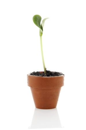 new life: little plant in pot isolated on white backgroundの写真素材