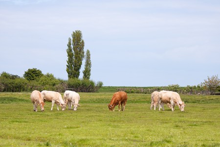 Dutch landscape with cows in meadowの写真素材