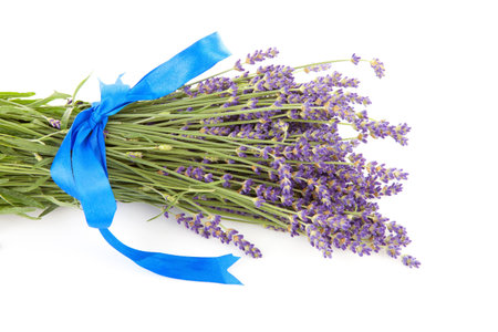 bouquet of plucked lavender with blue bow isolated on white backgroundの写真素材
