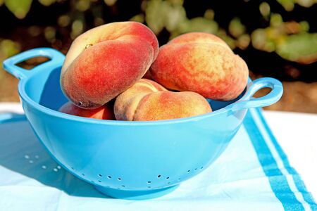 fresh peaches in blue colander standing in sunshineの写真素材