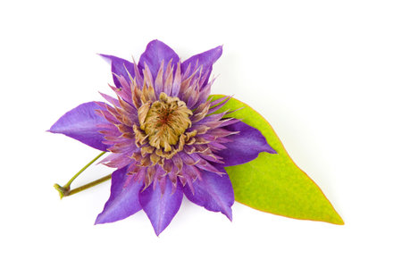 Purple Clematis flower isolated on white backgroundの写真素材