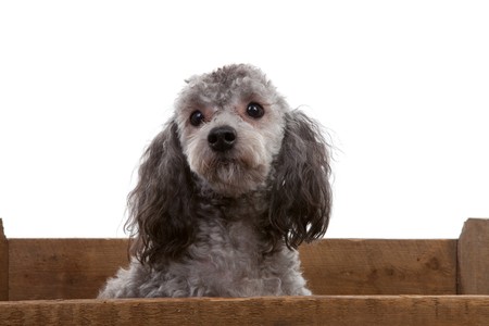 Grey poodle in wooden crate over white backgroundの写真素材