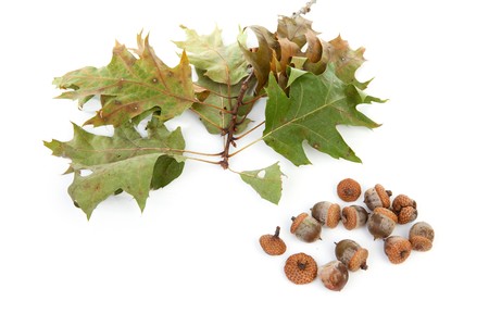 autumn leaves with acorns over white backgroundの写真素材
