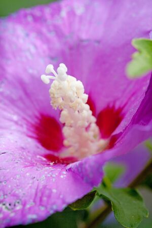 purple hibiscus flower in closeup with focus on white stamenの写真素材
