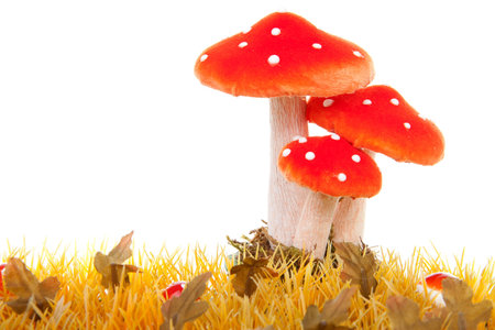autumn scene withyellow grass and mushroom over white backgroundの写真素材