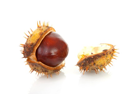 One spiky cracked chestnut over white backgroundの写真素材