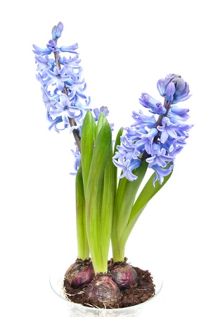 Purple Hyacinth flowers in closeup over white backgroundの写真素材
