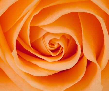beautiful orange rose in closeupの写真素材