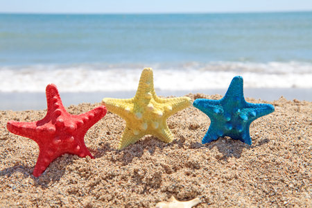 colorful starfish shells on the beach in closeup near the oceanの写真素材