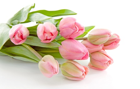 Bouquet of pink Dutch tulips over white backgroundの写真素材