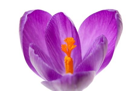 pink Dutch spring crocus flower over white background 
の写真素材