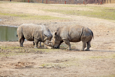 couple of rhinos fightingの写真素材