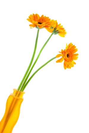 Orange Gerber flowers in vase over white backgroundの写真素材