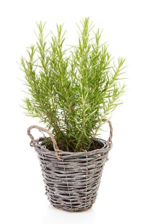 Fresh rosemary in cane basket over white backgroundの写真素材