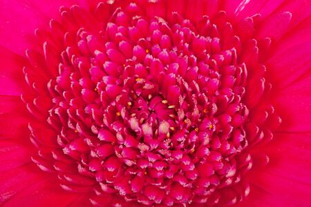 Macro of pink Gerber flowerの写真素材