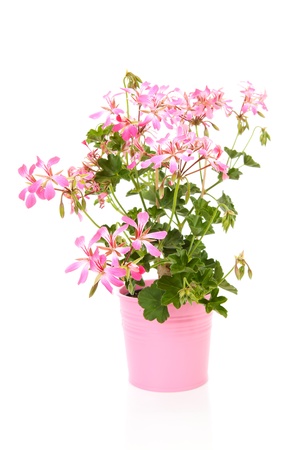 Pink Geranium flower in pot over white backgroundの写真素材