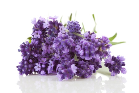 Closeup of lavender flowers over white backgroundの写真素材