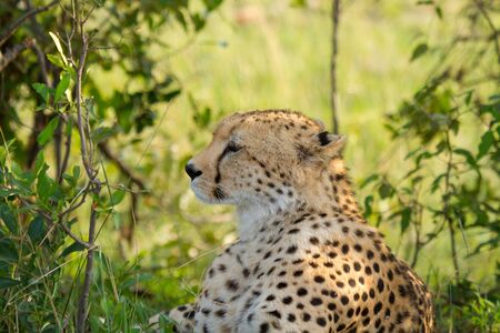 closeup of Cheetah on ground in wildlife Kenya Africaの写真素材
