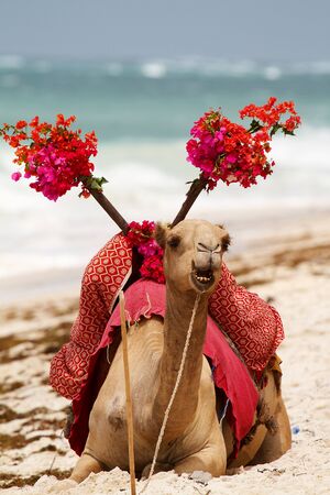 closeup of camel on beach in Kenyaの写真素材
