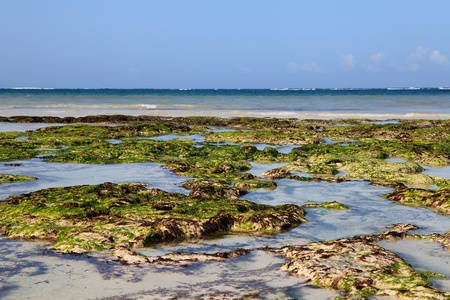 Closeup of seaweed on Dania beach in Kenyaの写真素材