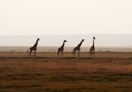 Four African giraffes in evening skyの写真素材