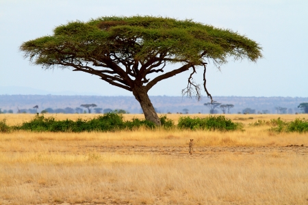 landscape with Acacia tree and cheetah in Africaの写真素材