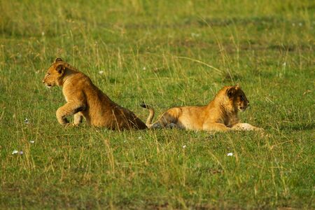 Two little African lion cubs in long grassの写真素材