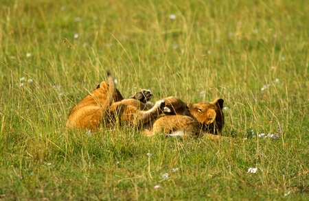 Couple of  little African lion cubs in long grassの写真素材