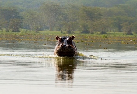 Angry hippo in the water is comming at youの写真素材
