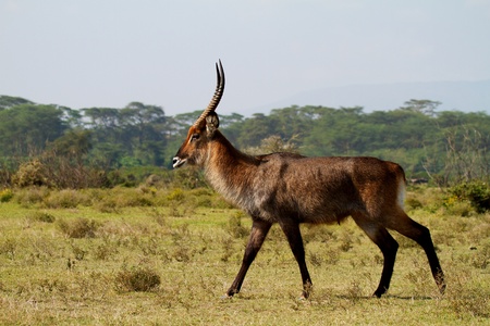 Walking African waterbuck in wildの写真素材