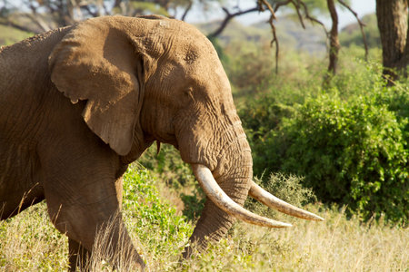 Closeup of male African elephant in Amboseli National parkの写真素材