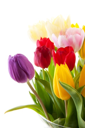 Bouquet of colorful tulips over white backgroundの写真素材