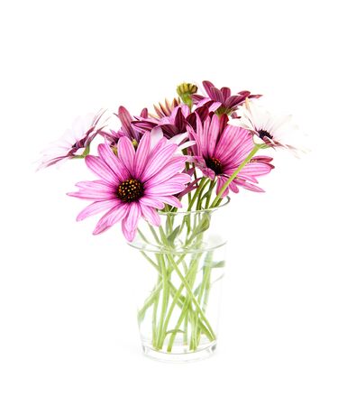 pink daisy in glass vase isolated on white background の写真素材