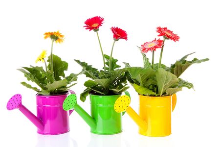 Three watering cans with Gerber flowers over white backgroundの写真素材