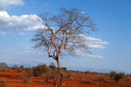 Bare tree in red  Ngulia Rhino Sanctuary Kenyaの写真素材