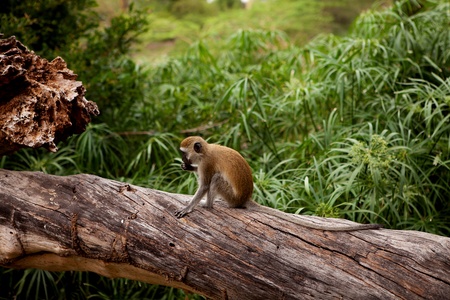 Cercopithecus Aethiops also known as Vervet monkey in southern Kenyaの写真素材