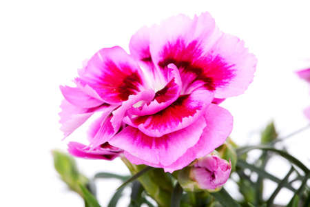 Pink Carnation flower in closeup over white backgroundの写真素材