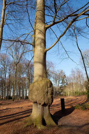Strange tree with knot in forest against blue skyの写真素材