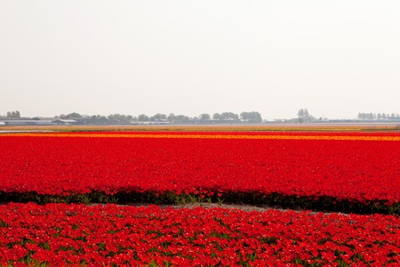 Typical Dutch bulb field with red tulips の写真素材