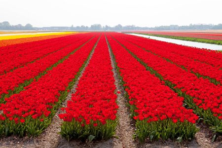 Typical Dutch bulb field with red tulipsの写真素材