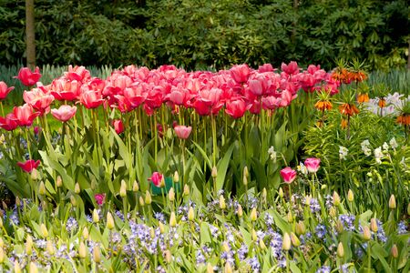 Beautiful pink Dutch tulips in Keukenhof gardenの写真素材