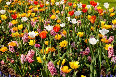 Dutch bulb field with colorful tulips and hyacinths in closeupの写真素材