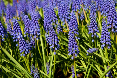 Muscari botryoides flowers, also known as blue grapes, in closeupの写真素材