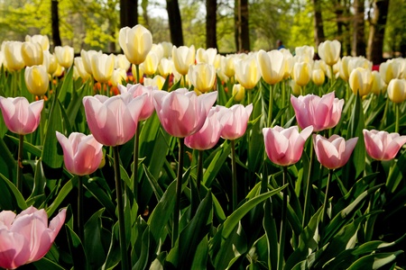 Beautiful pink and yellow Dutch tulips in Keukenhof gardenの写真素材