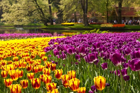 Beautiful colorful Dutch tulips in Keukenhof gardenの写真素材