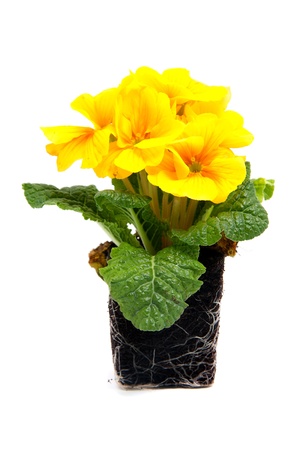 Yellow Primula flowers in soil over white backgroundの写真素材