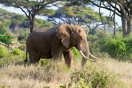 African elephant in reserve Masai Mara Kenyaの写真素材
